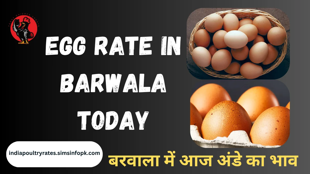 Egg Rate in Barwala today