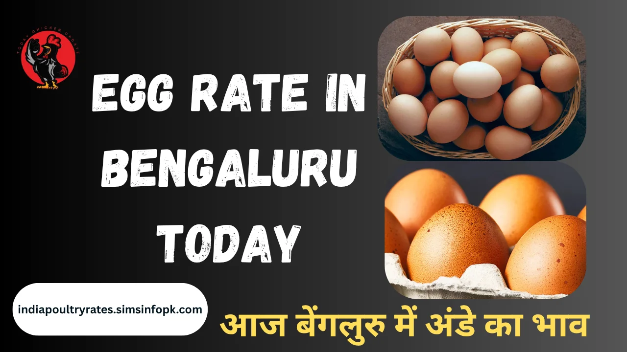 Egg Rate in Bengaluru today