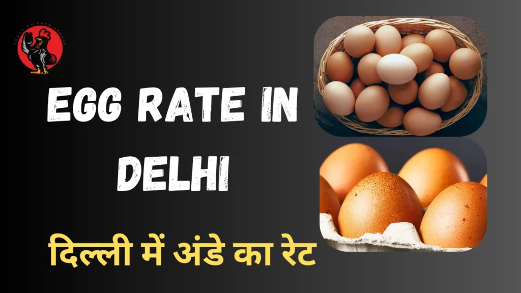 Egg Rate in Delhi