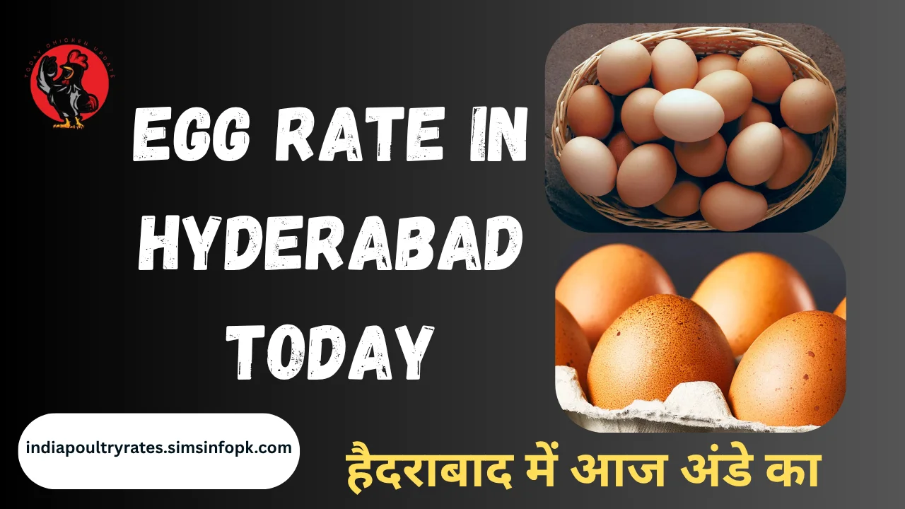 Egg Rate in Hyderabad today