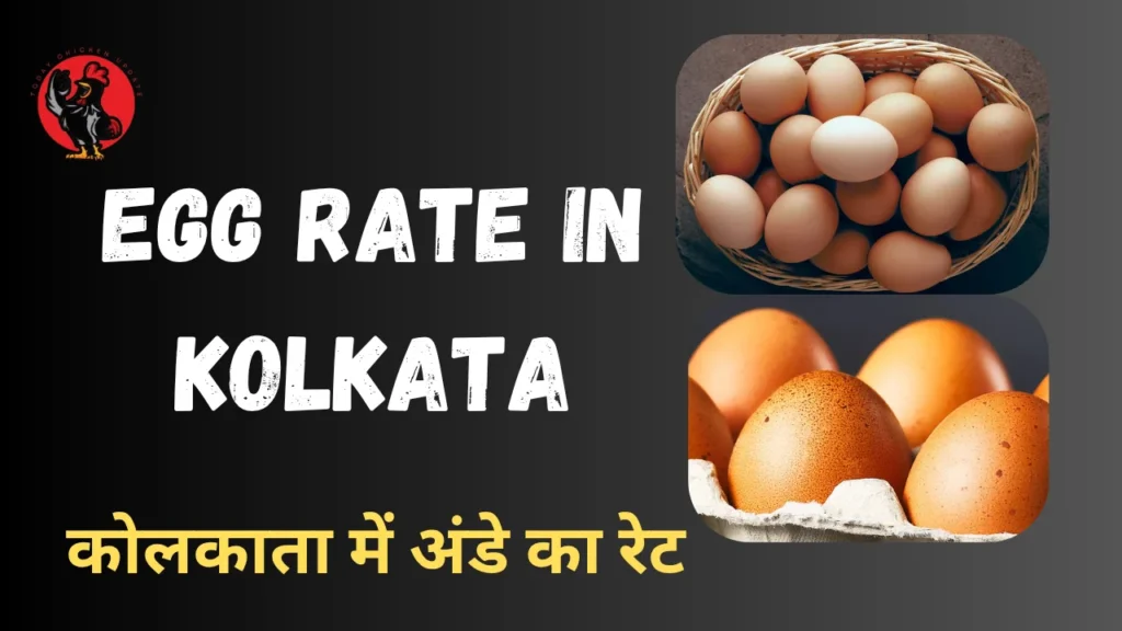 Egg Rate in Kolkata