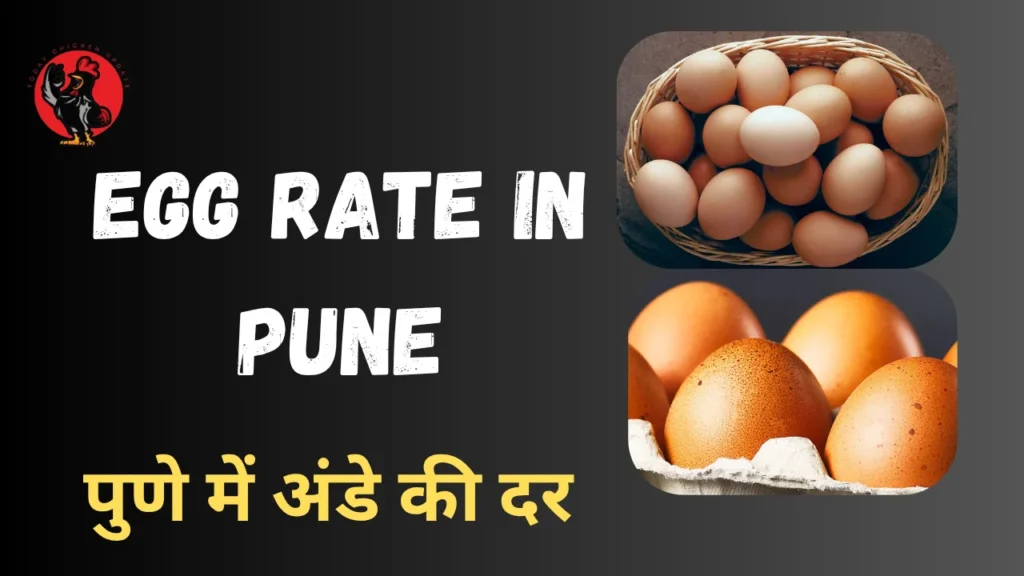 Egg Rate in Pune