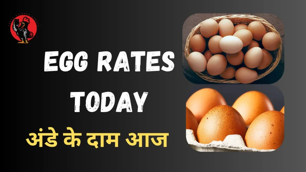 Egg Rates today