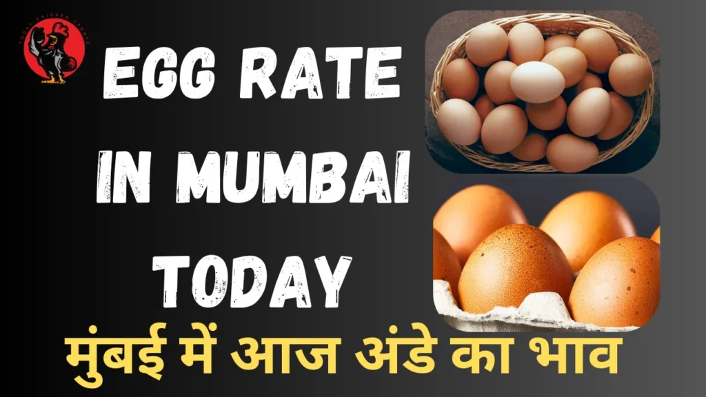 today Egg rate in Mumbai 
